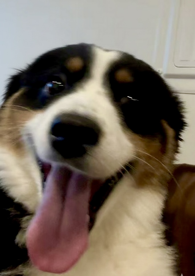 Oreo, my dog